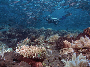 Diver, jacks and reef. Tulamben, Bali. by Doug Anderson 